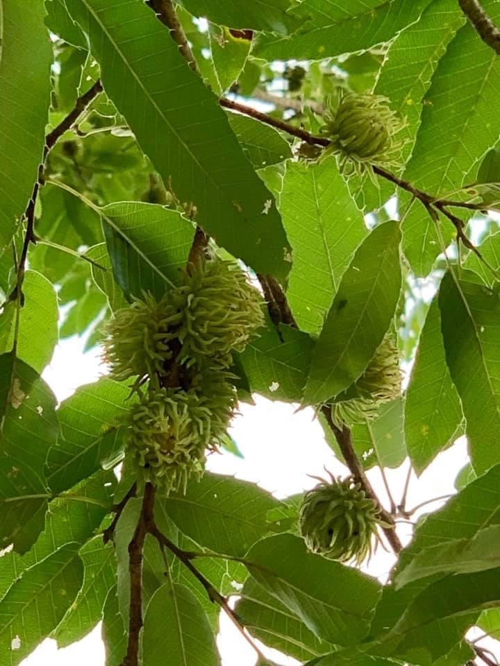 Sawtooth Oak “Gobbler” (Quercus accutisima) - Wildlife Nurseries & Seed