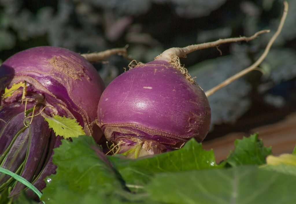Purple Top Turnip Seed (coated) Wildlife Nurseries & Seed