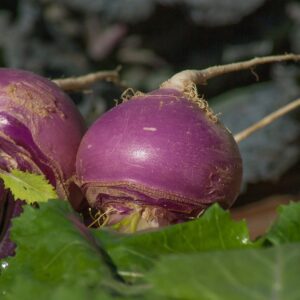 turnips, vegetables, soup-2097780.jpg